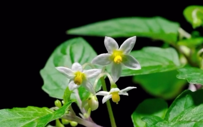 龙葵花几点开花图片