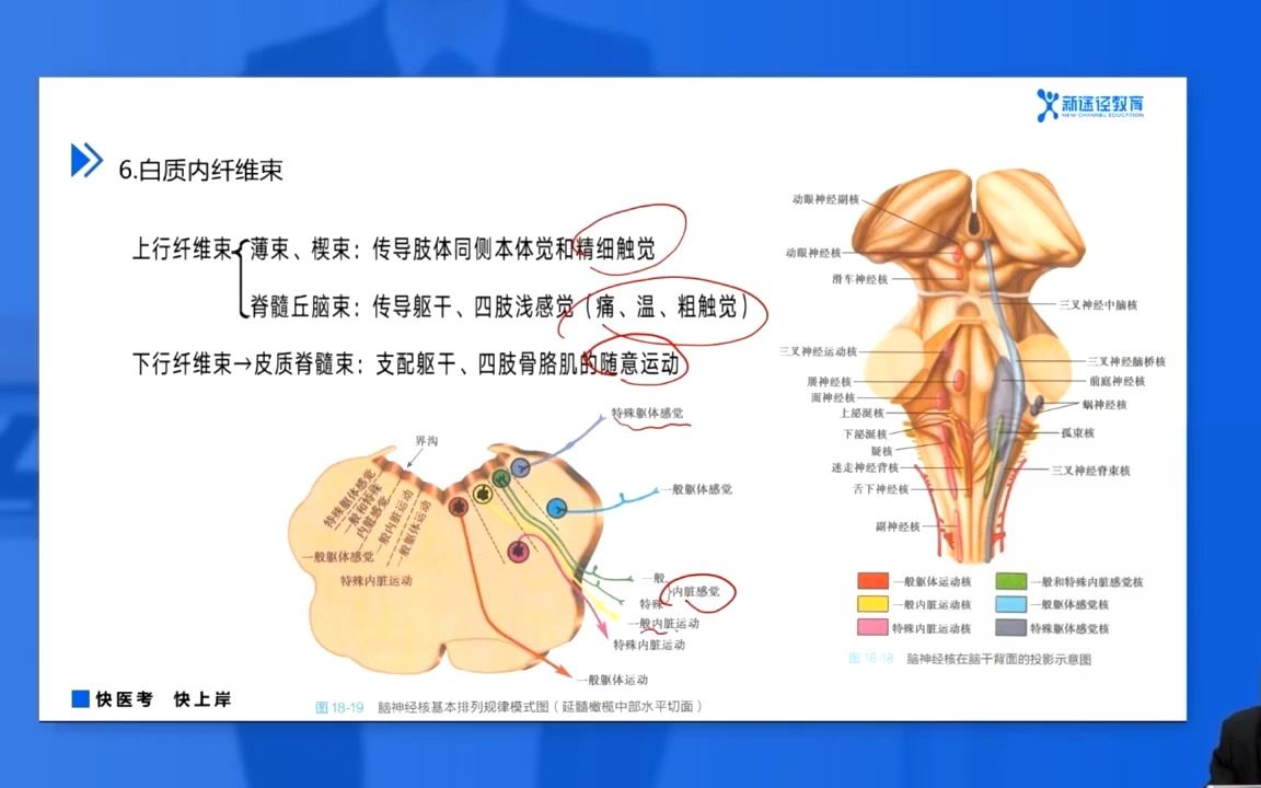 第十章 神经系统 第一节 中枢神经系统解剖学哔哩哔哩bilibili