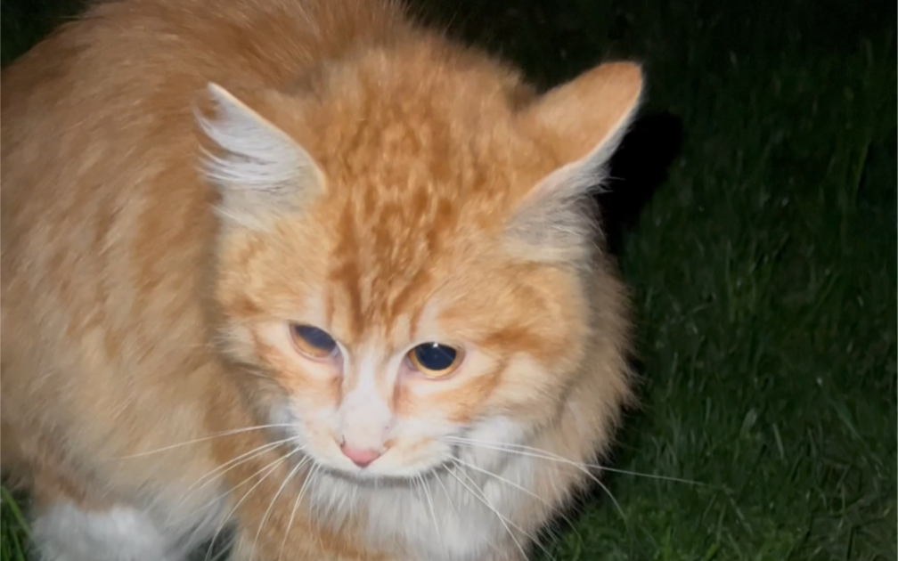 长毛橘炸毛了也超好看