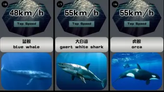 旗鱼 世界上速度最快的海洋生物 哔哩哔哩 Bilibili