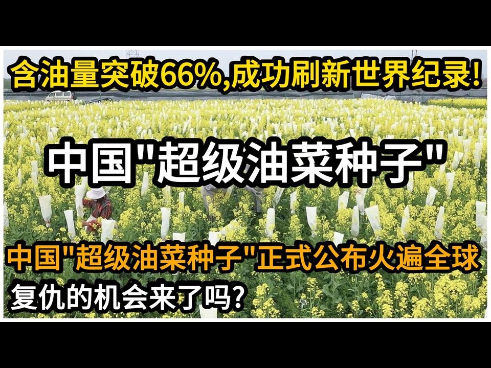 含油量突破66%,成功刷新世界纪录!中国＂超级油菜种子＂正式公布火遍全球!复仇机会来了吗?哔哩哔哩bilibili