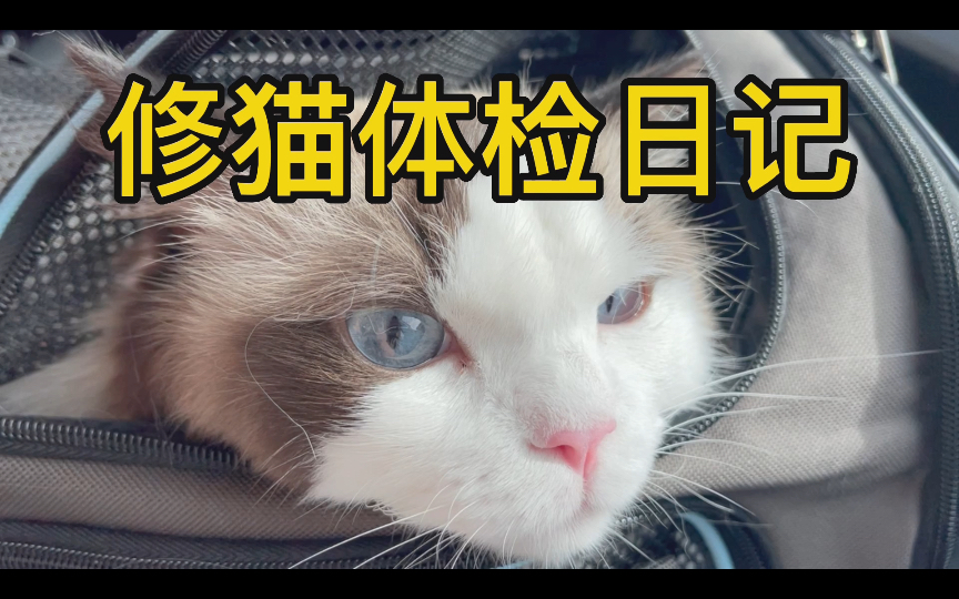 小猫咪体检日记哔哩哔哩bilibili