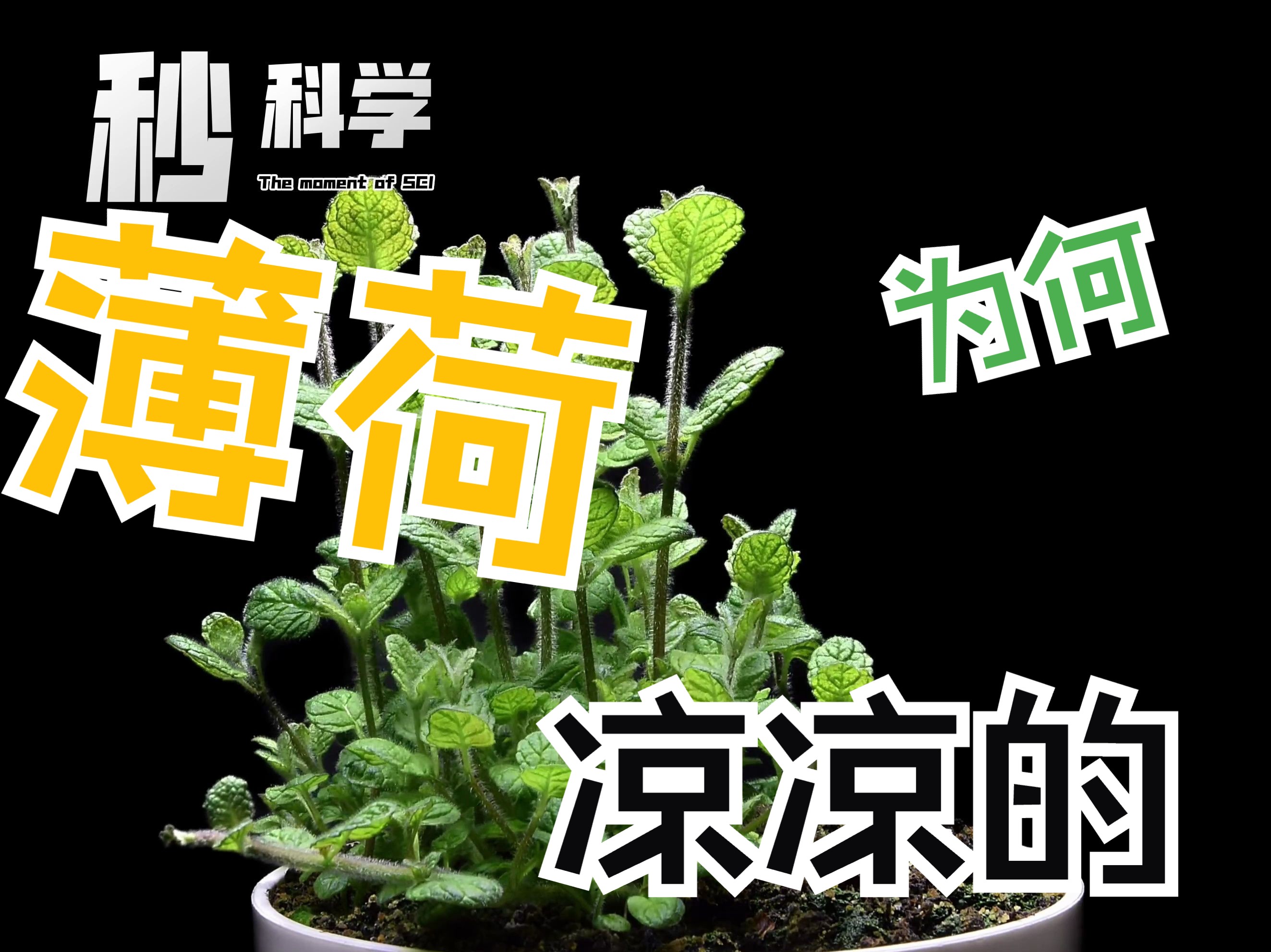 【诺奖的背后】薄荷凉凉的感觉从何而来?火锅后的第二天上厕所为什么有灼烧感?TRP受体哔哩哔哩bilibili