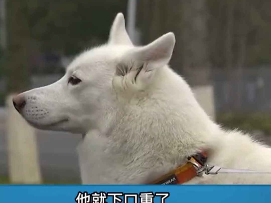 狗咬羊屁股不送口崩断大牙 狗主人反向对方索赔2万 主人:我们要找专家