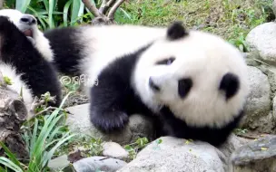 Скачать видео: 花宝叽的烦恼——重心在头部【大熊猫和花，润玥】