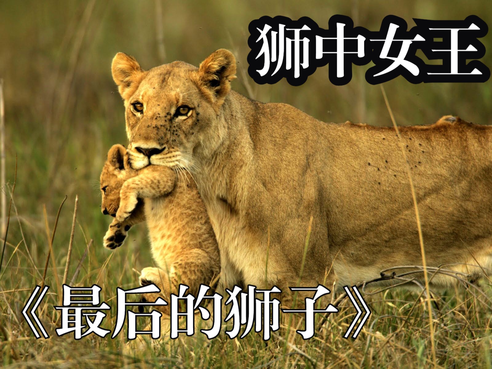 狮王惨死母狮带孩子逃亡,小狮子惨死于牛蹄下,传奇母狮为子复仇