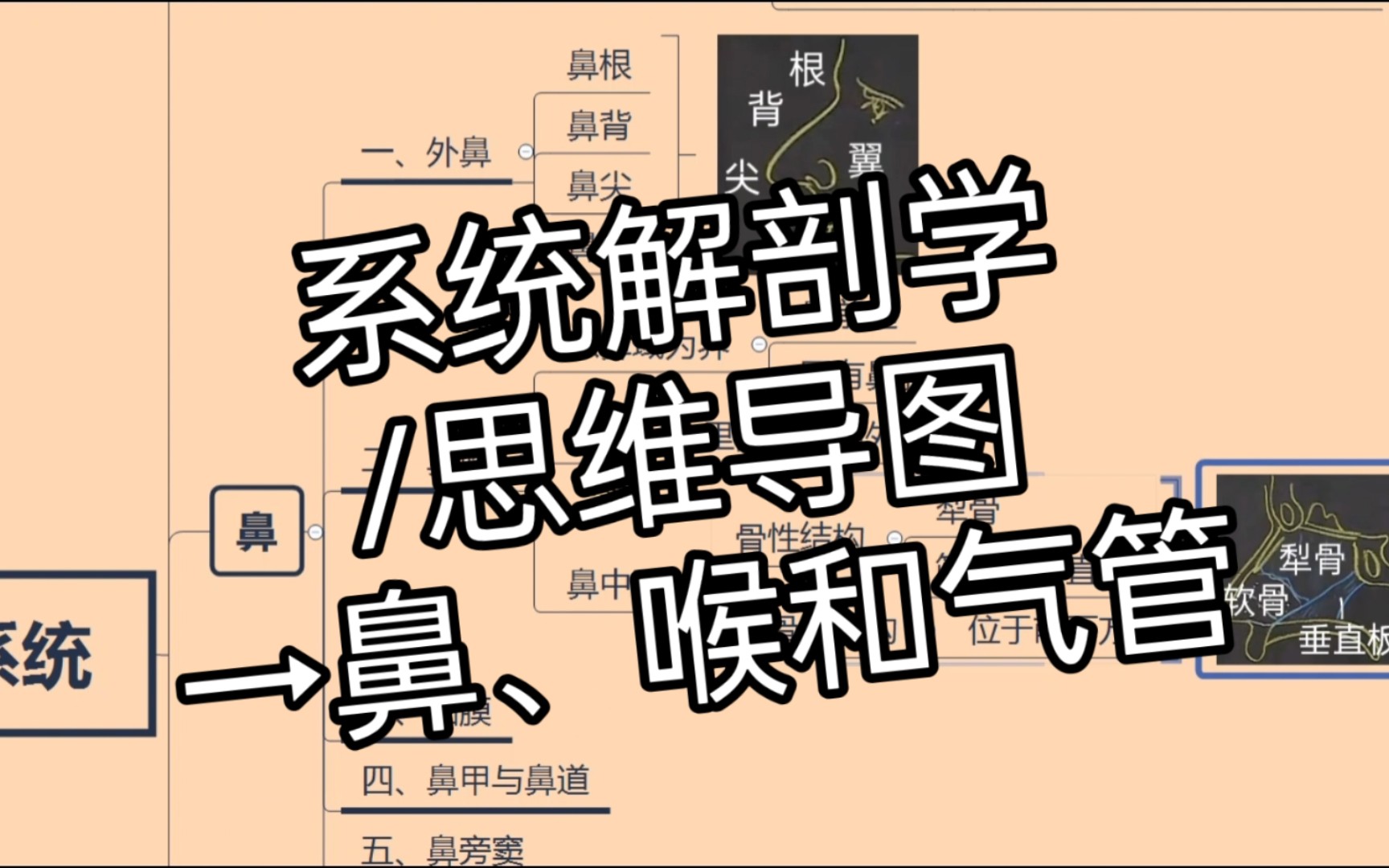 【系统解剖学笔记】鼻、喉和气管→系统解剖学/霍琨老师/思维导图哔哩哔哩bilibili