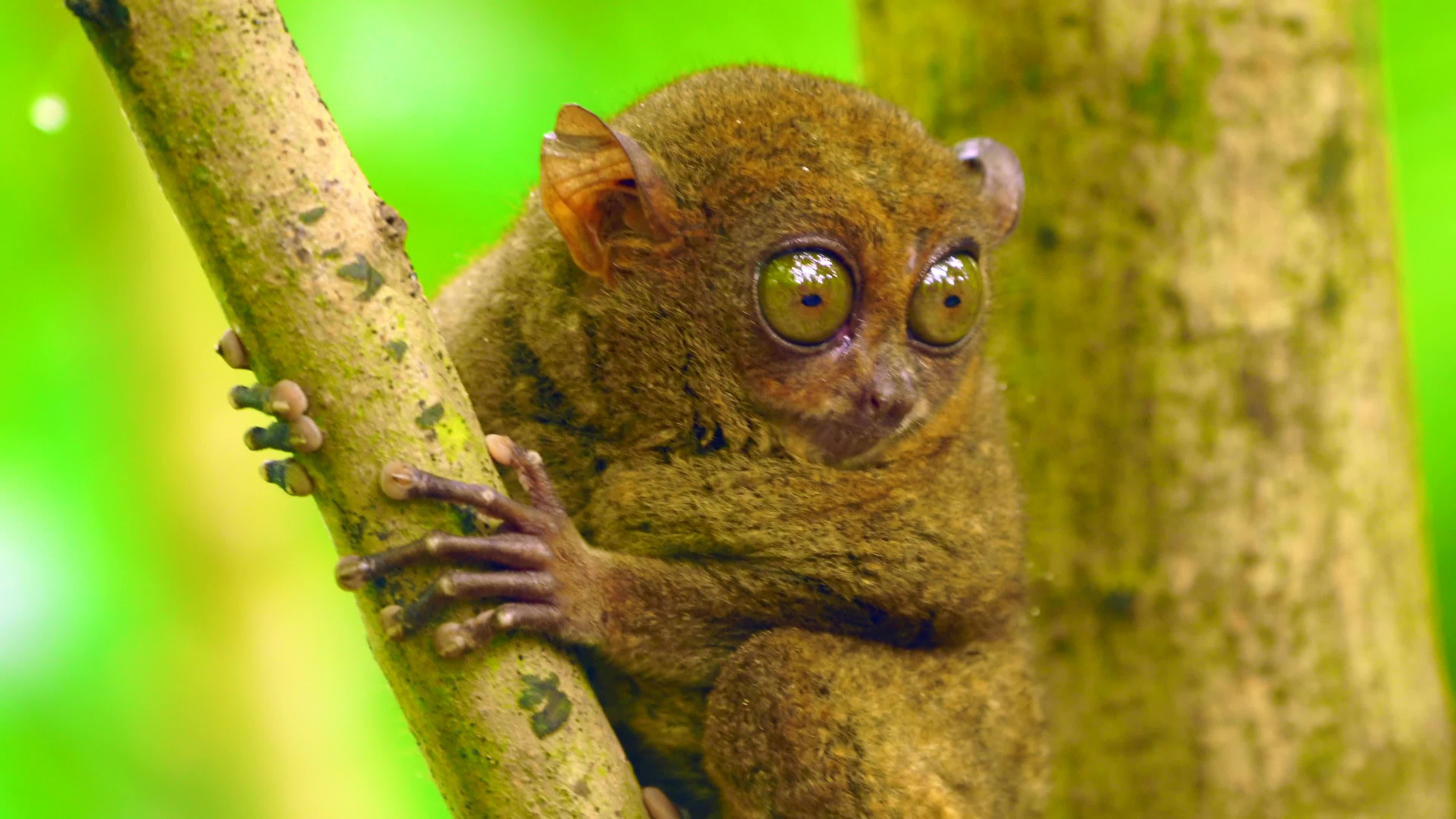 Philippine tarsier 菲律宾眼镜猴 菲律宾薄荷岛哔哩哔哩bilibili