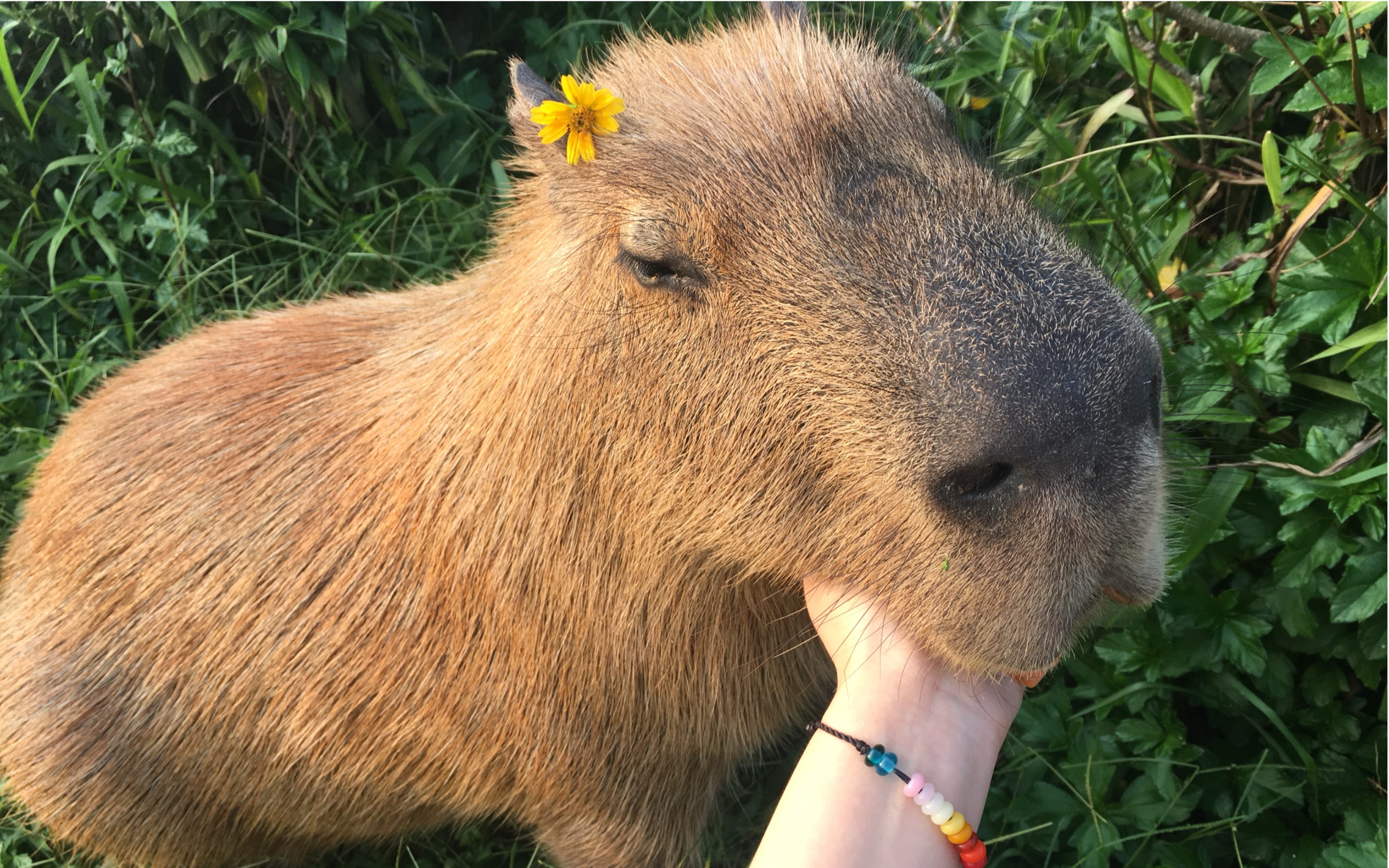 水豚之我也可以是照骗