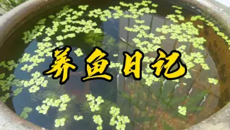 青鳉 金鱼藻开花 哔哩哔哩 Bilibili 青鳉 金鱼藻开花 哔哩哔哩 Bilibili