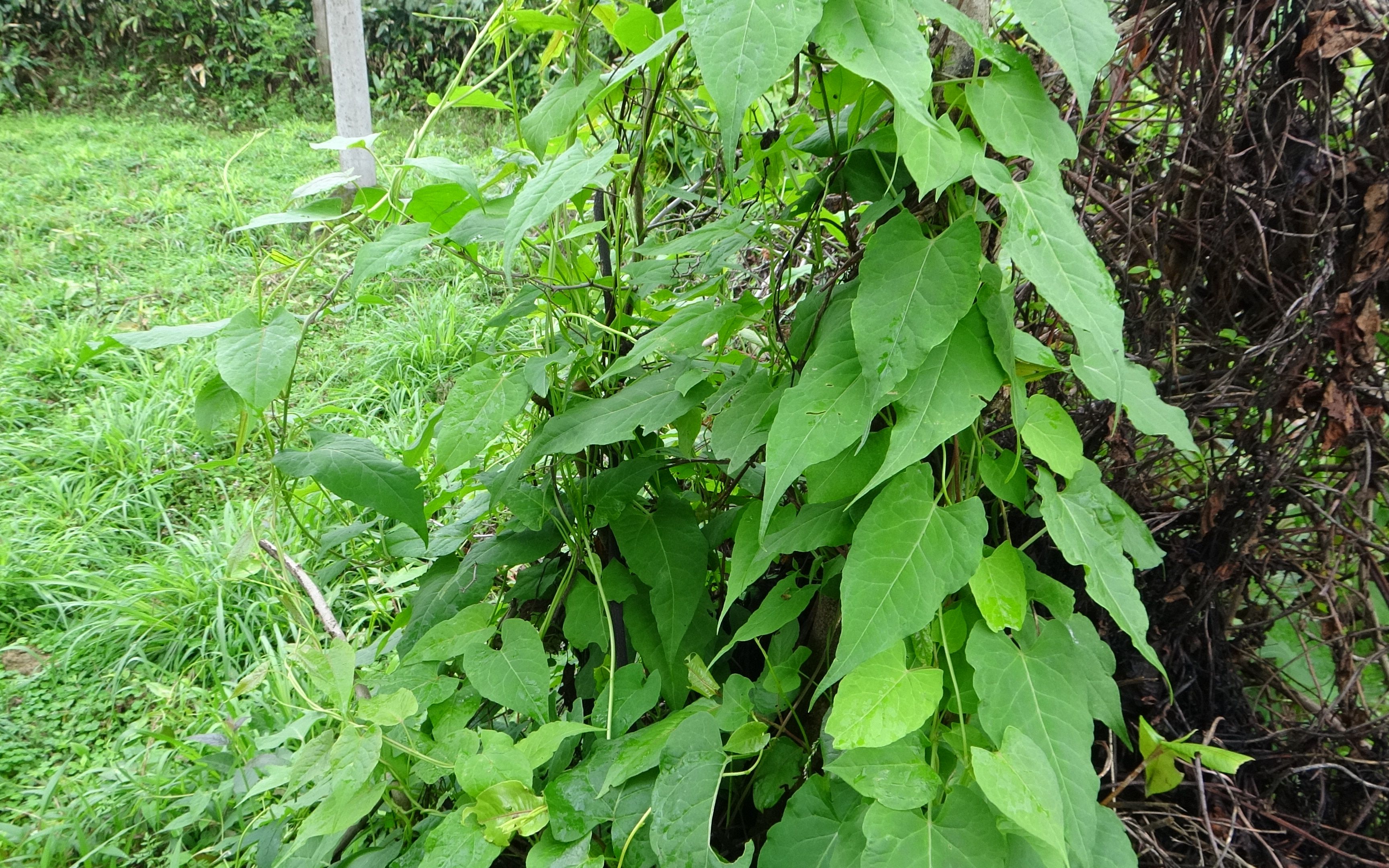 珍贵植物”何首乌“原来长这样子,我也刚认识,曾擦肩错过很多次哔哩哔哩bilibili