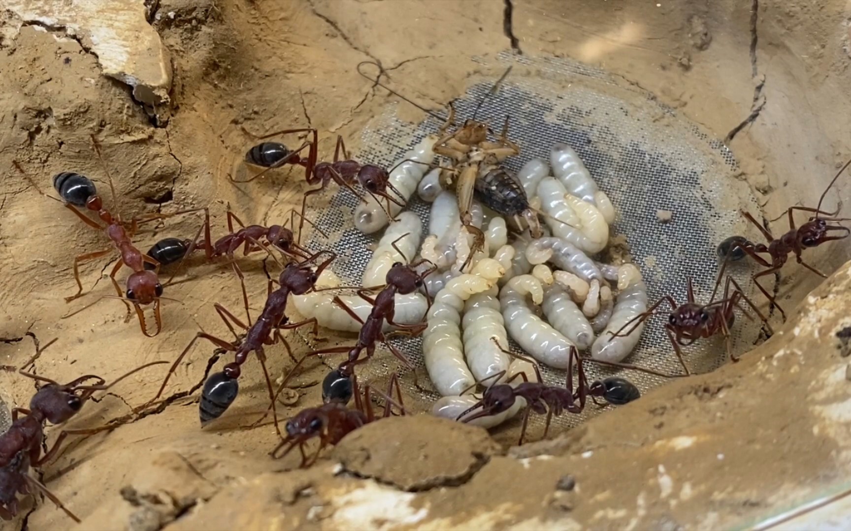 饕餮牛蚁图片