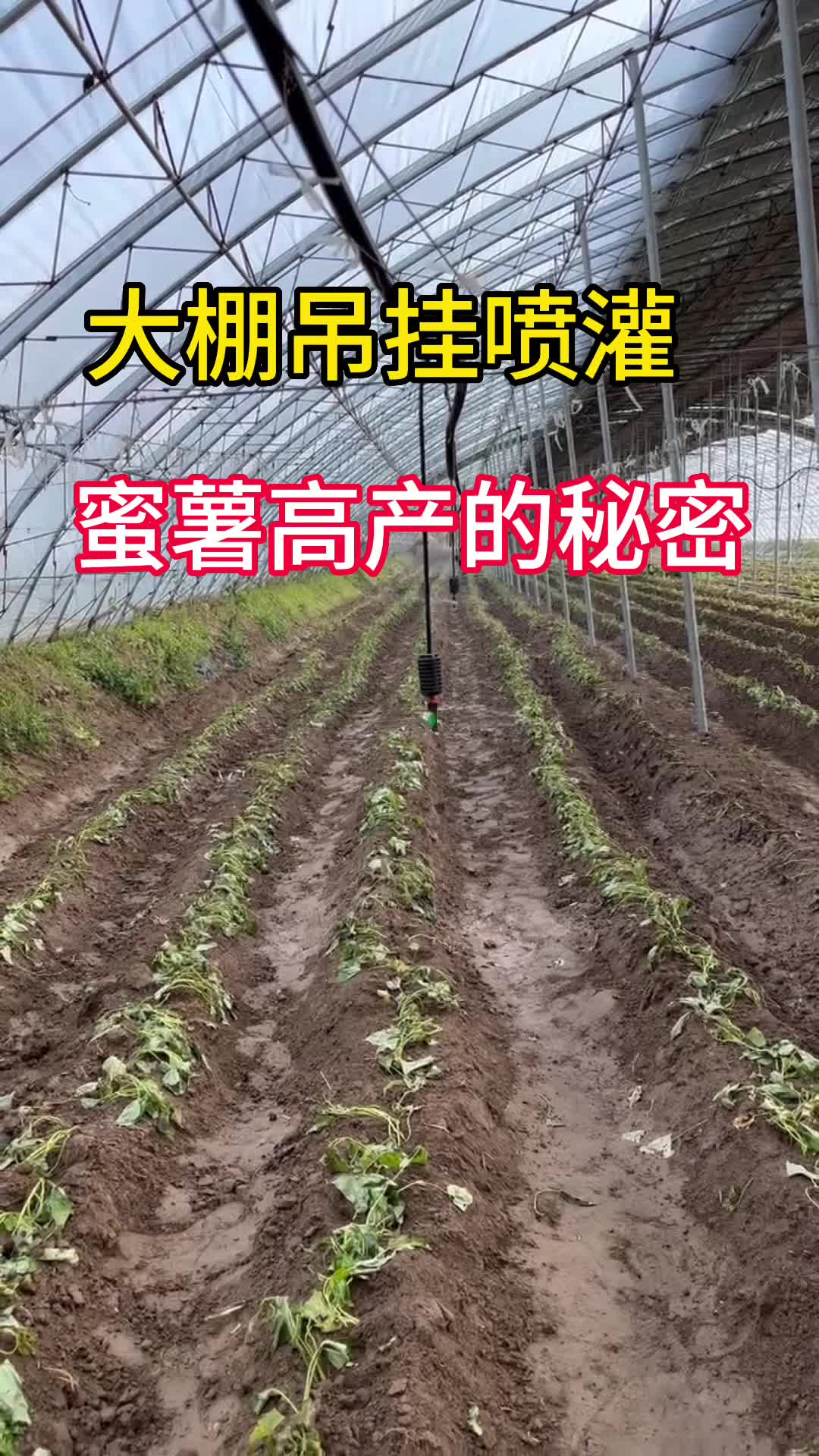 河南大棚灌溉 ,吊挂微喷灌溉 ,项城蜜薯种植基地灌溉,吊挂微喷哔哩哔哩bilibili