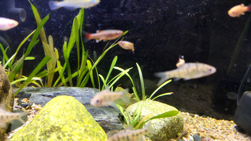 白云金丝和青鳉