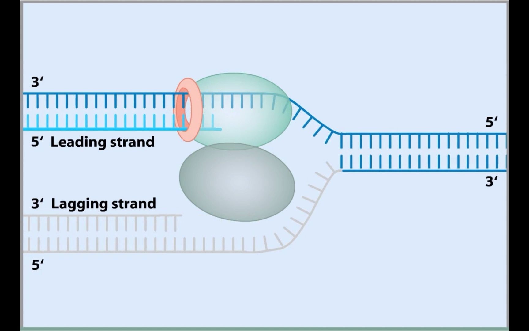DNA前导链与滞后链的复制协调动画哔哩哔哩bilibili