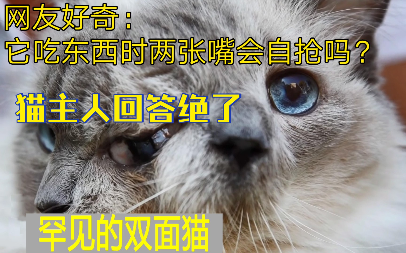 罕见的双面猫 网友好奇:它吃东西时两张嘴会自己抢吗?猫主人回答绝了哔哩哔哩bilibili