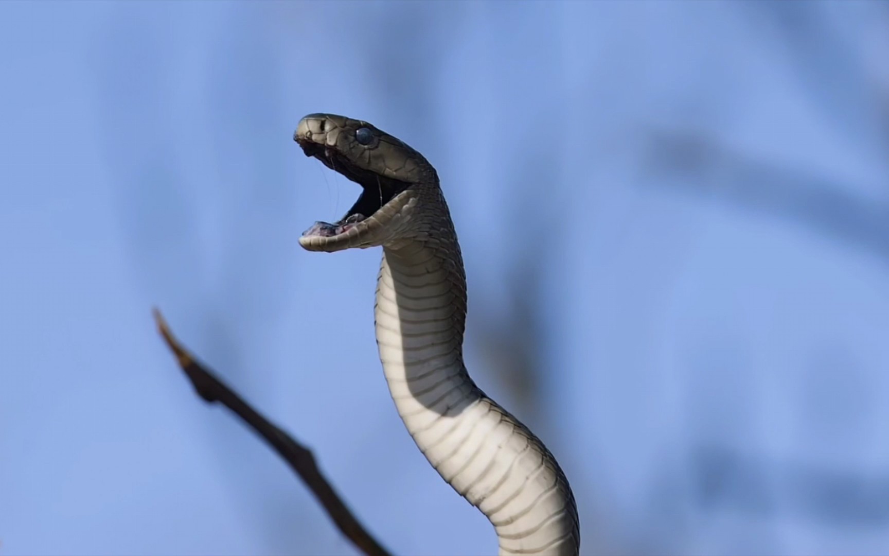 黑曼巴最具危险性的毒蛇之一