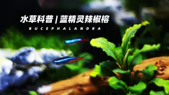 水草科普 影响水草发色的四种因素 哔哩哔哩 Bilibili