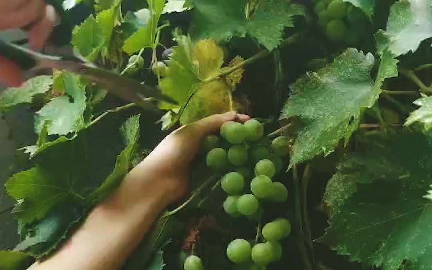 [图]超简单葡萄酒家酿~本职酿酒人上线啦