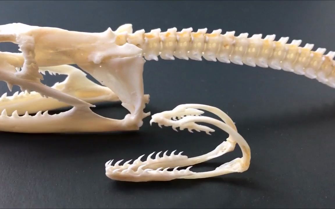 动物头骨-鱼类-黑点裸胸鳝头骨