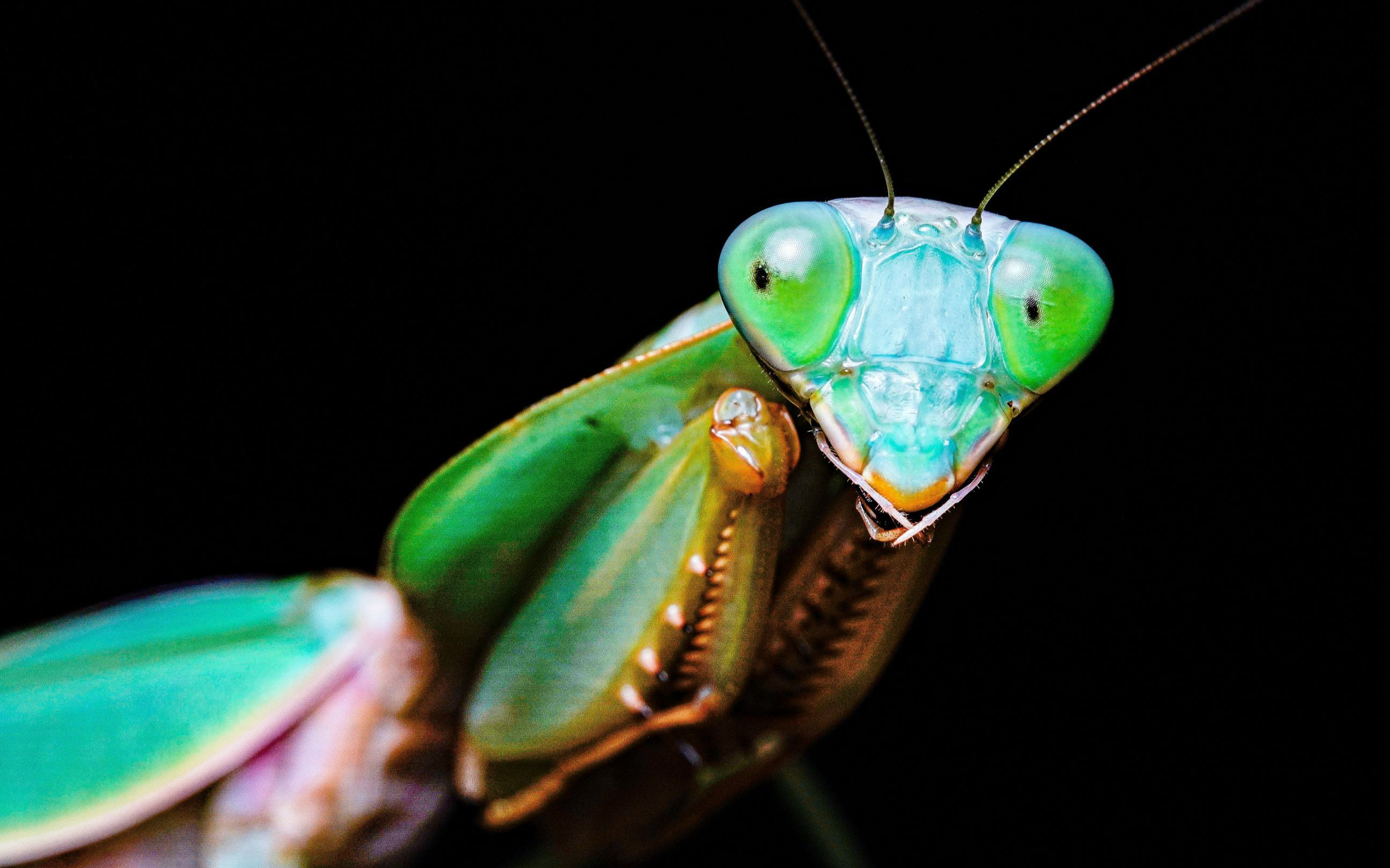 micro beast 基菱背螳|捕食马岛发声蟑螂第二弹_哔哩哔哩_bilibili