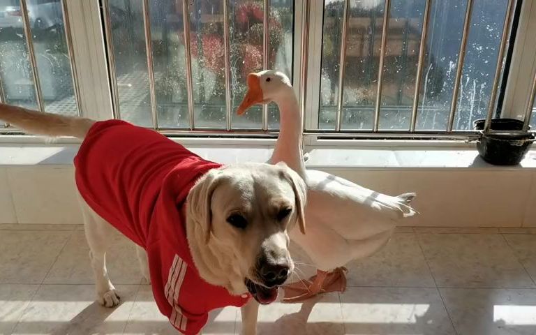 跨界物种俩毛孩,也有平静和谐的时候,酷酷的旺愿意看人来人往