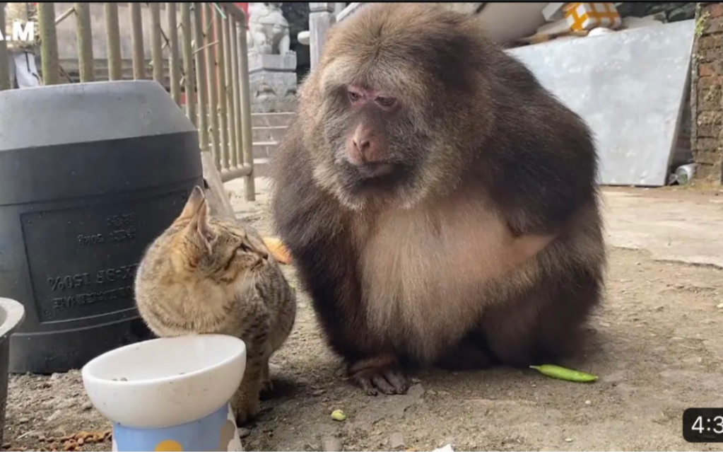 [图]阿嬷收留獨臂猴星星十余载，星星慈眉善目，对流浪猫也充满温柔