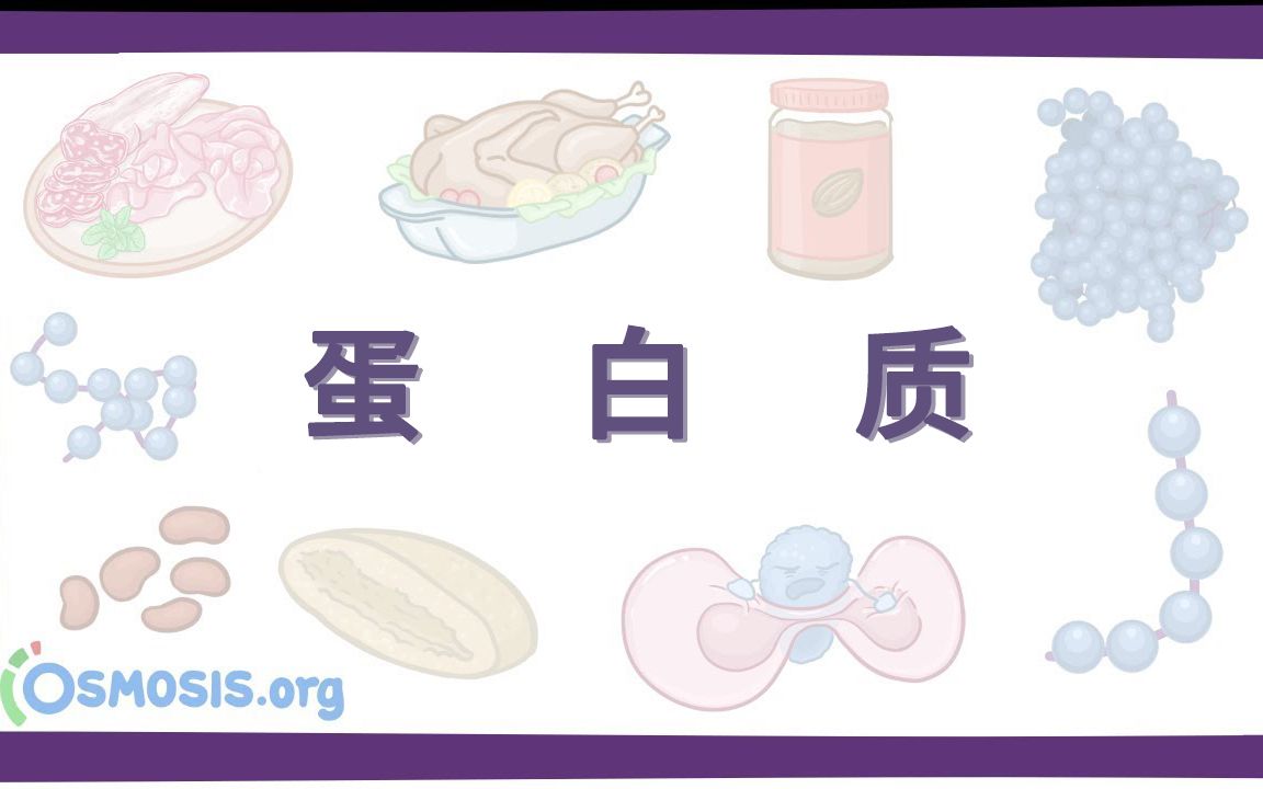 [图]【Osmosis】蛋白质 Proteins（中英字幕）