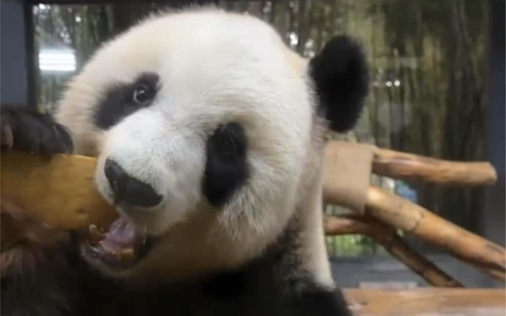 第一次看熊猫吃“大饺子”,海南岛主贡贡和舜舜过冬至,真的好有仪式感,串串和饺子随意吃,旁边还有奶妈亲手做的玩具陪着哔哩哔哩bilibili