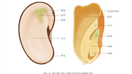 [图]七上生物～种子植物