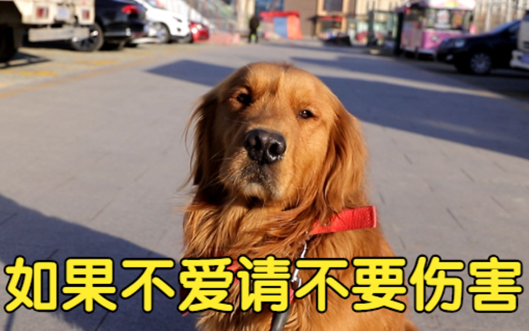 收养流浪狗的爱心人士居然别有用心如果不爱请不要伤害