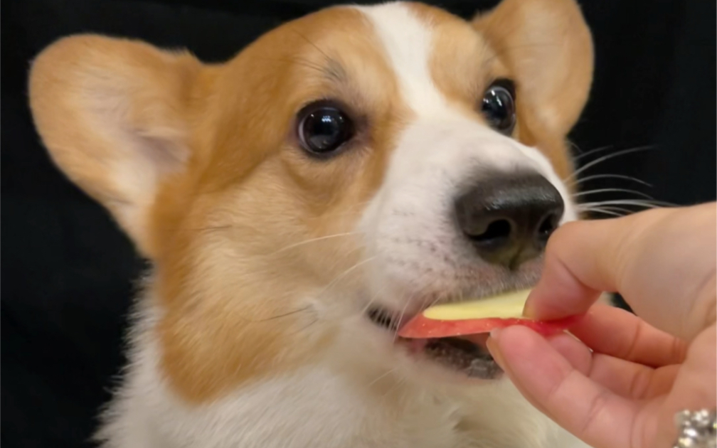 柯基犬吃苹果