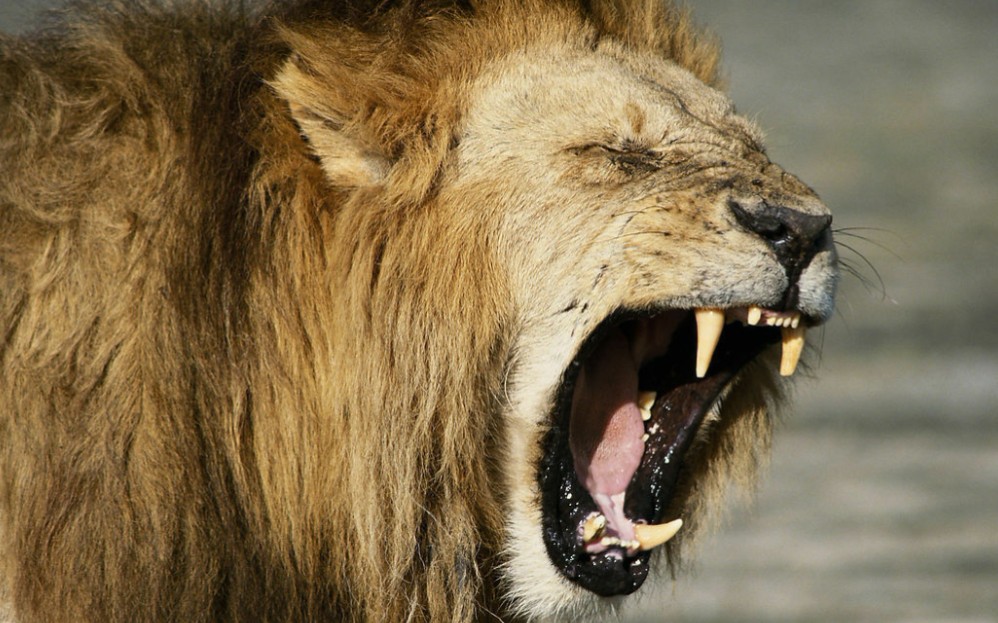 狮吼虎啸豹吟猫科动物叫声集合你肯定没见过