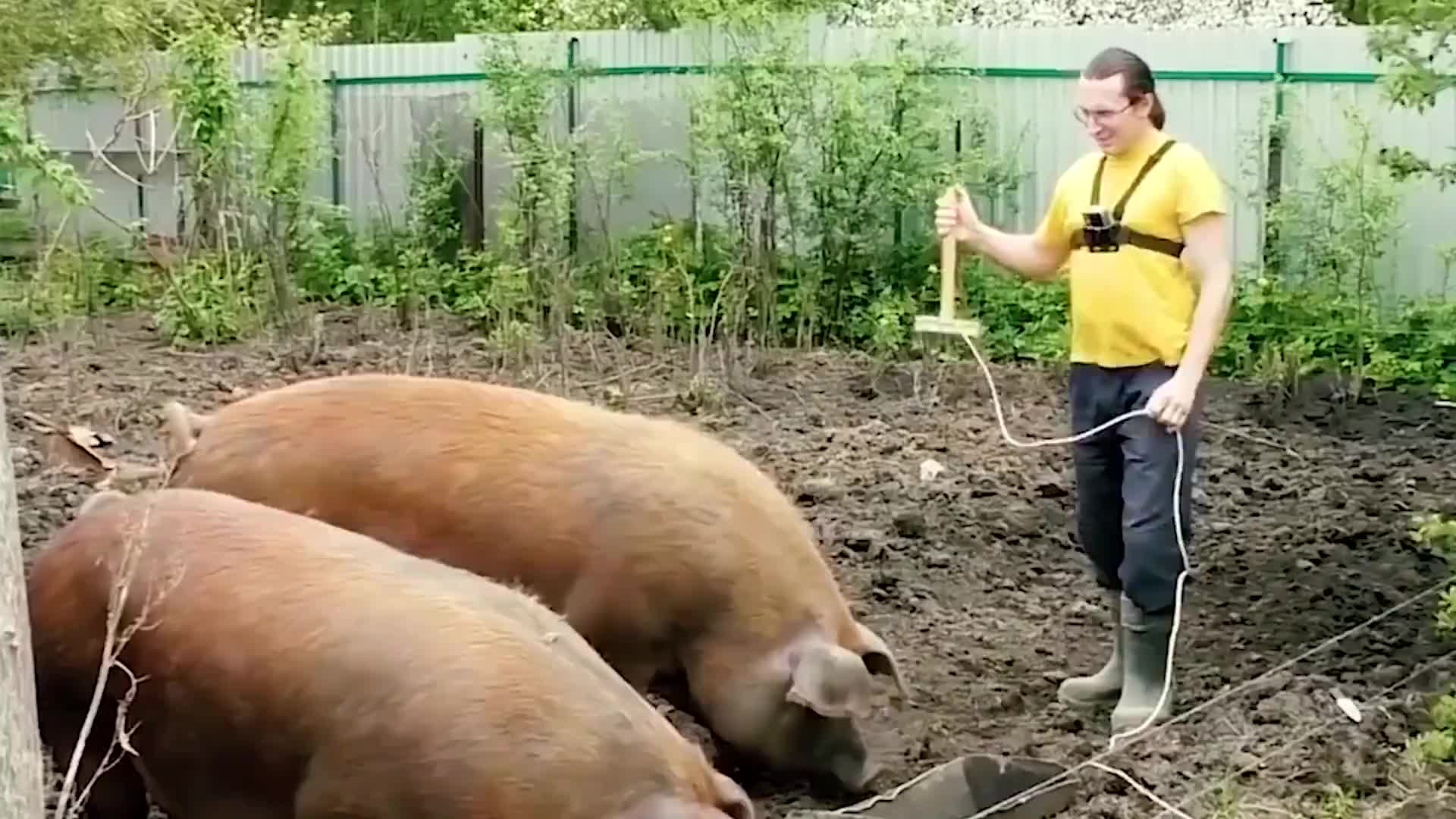 俄罗斯杀猪太厉害,往猪脖子上一戳,300斤大肥猪瞬间上西天!哔哩哔哩bilibili