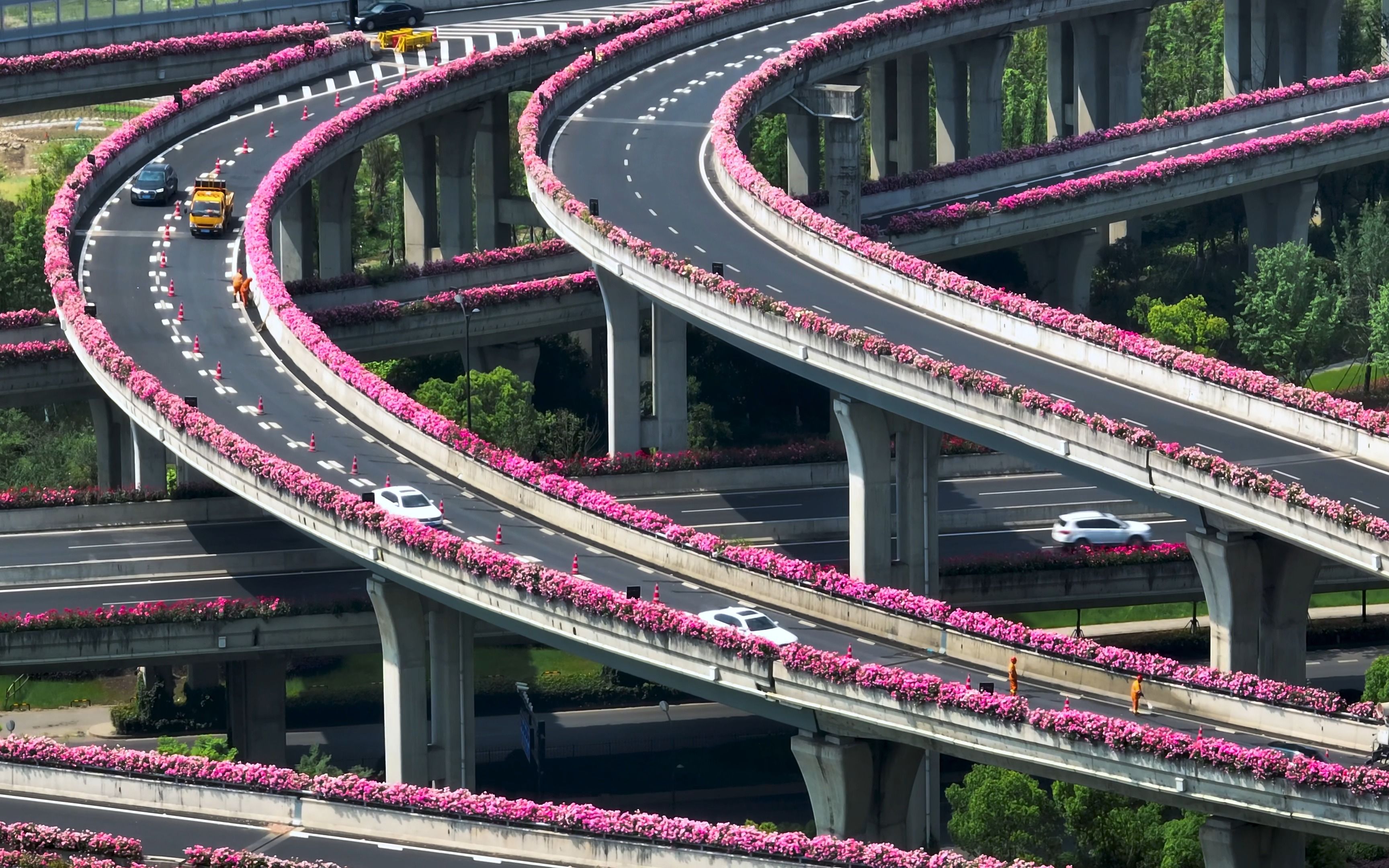 杭州高架月季花图片