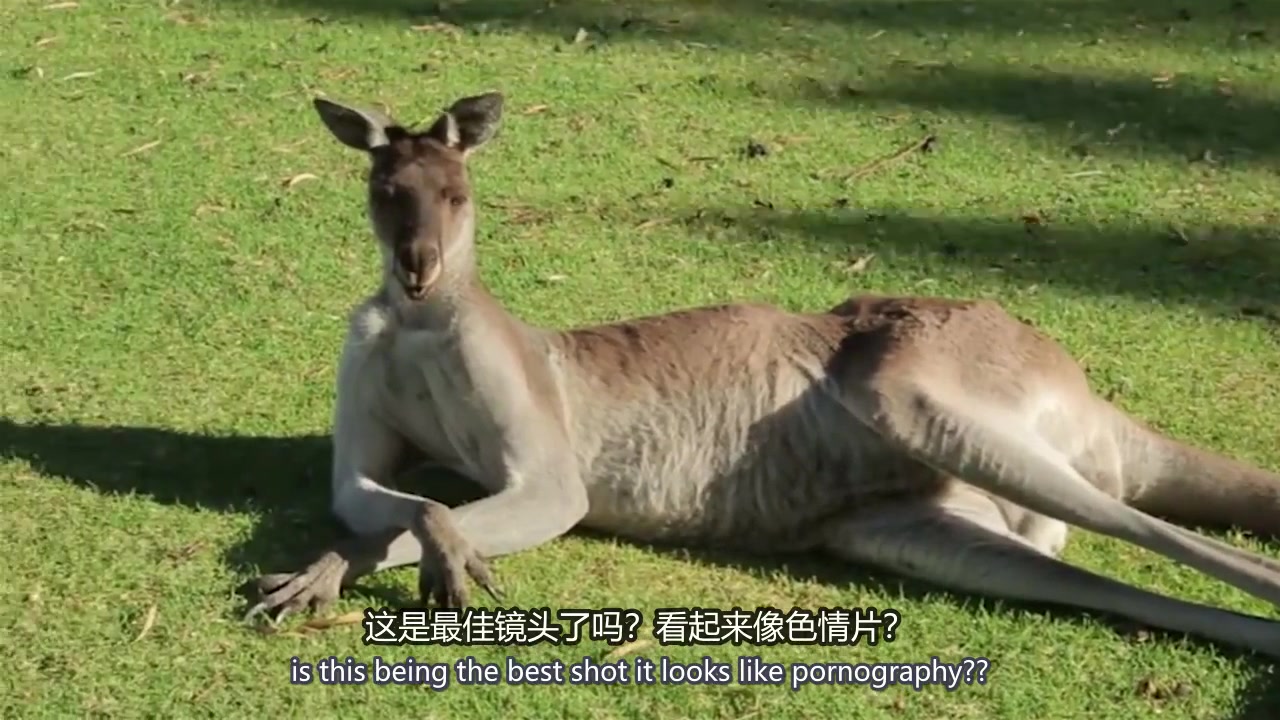 有袋目动物的真相True Facts About Marsupials哔哩哔哩bilibili