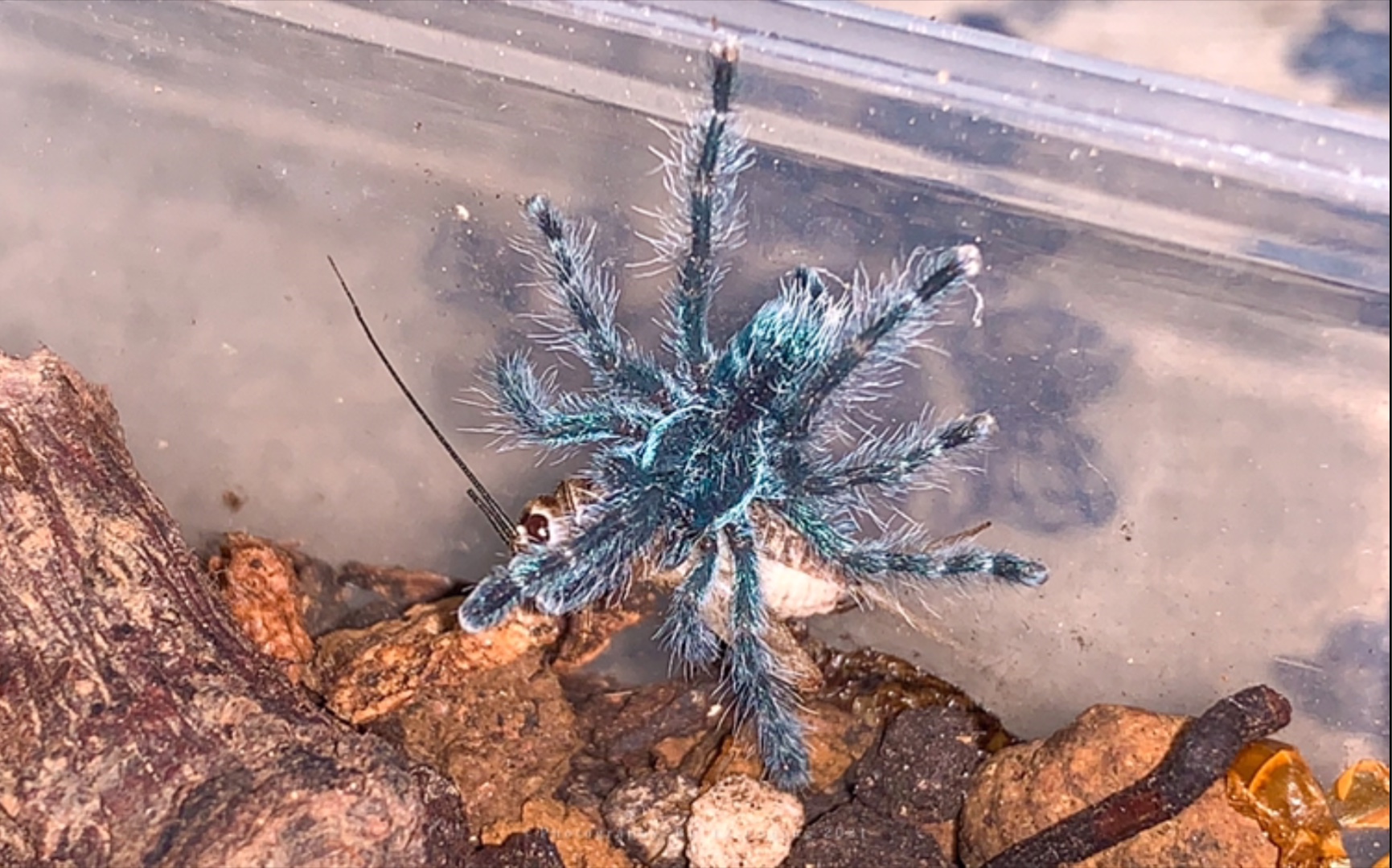 油彩粉红趾捕鸟蛛·捕食