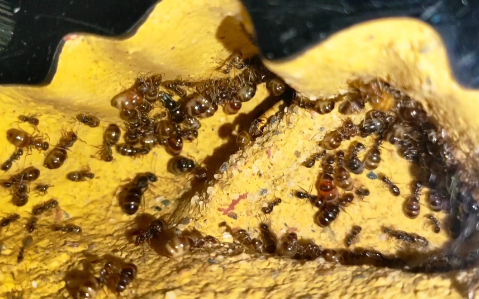 国产蜜罐蚁-华丽原蚁.有小伙伴饲养嘛?_哔哩哔哩_bilibili