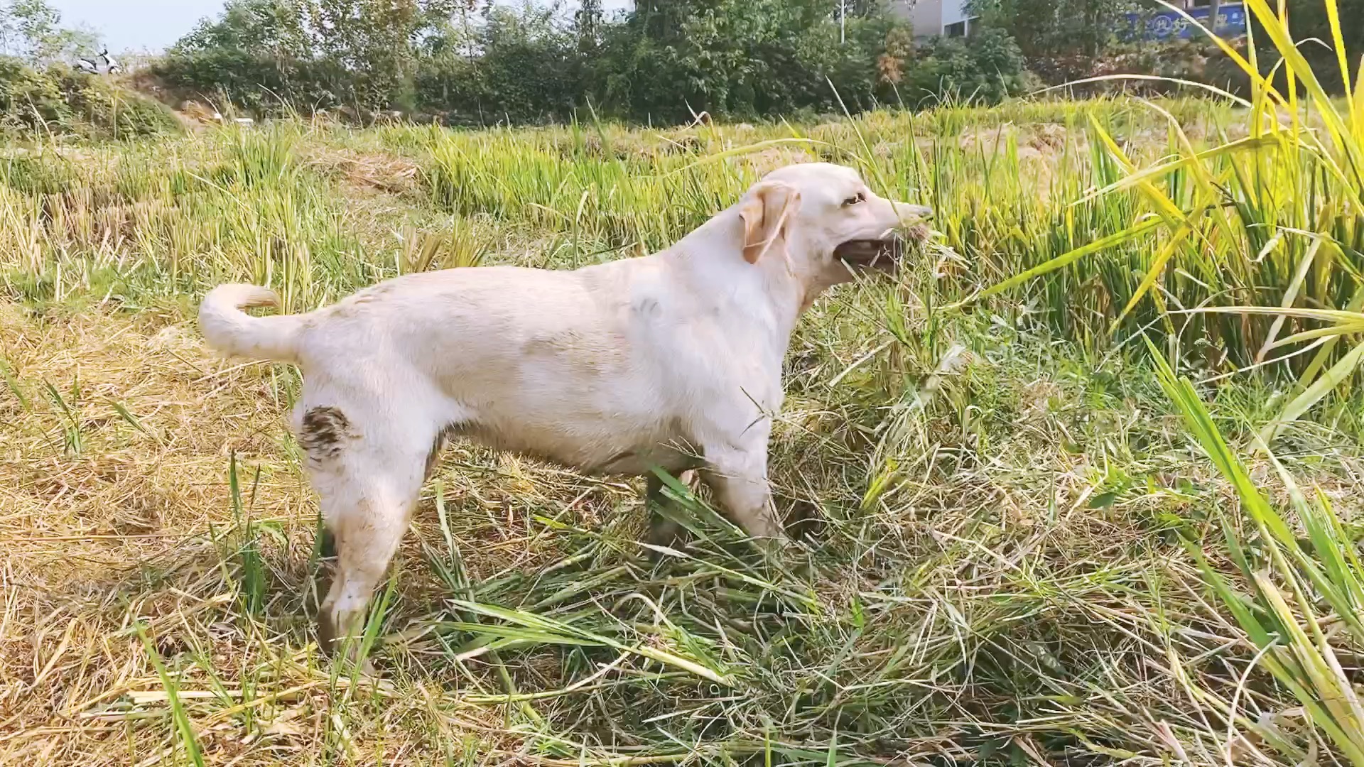 让你们见识见识什么叫真正拉布拉猪 野猪