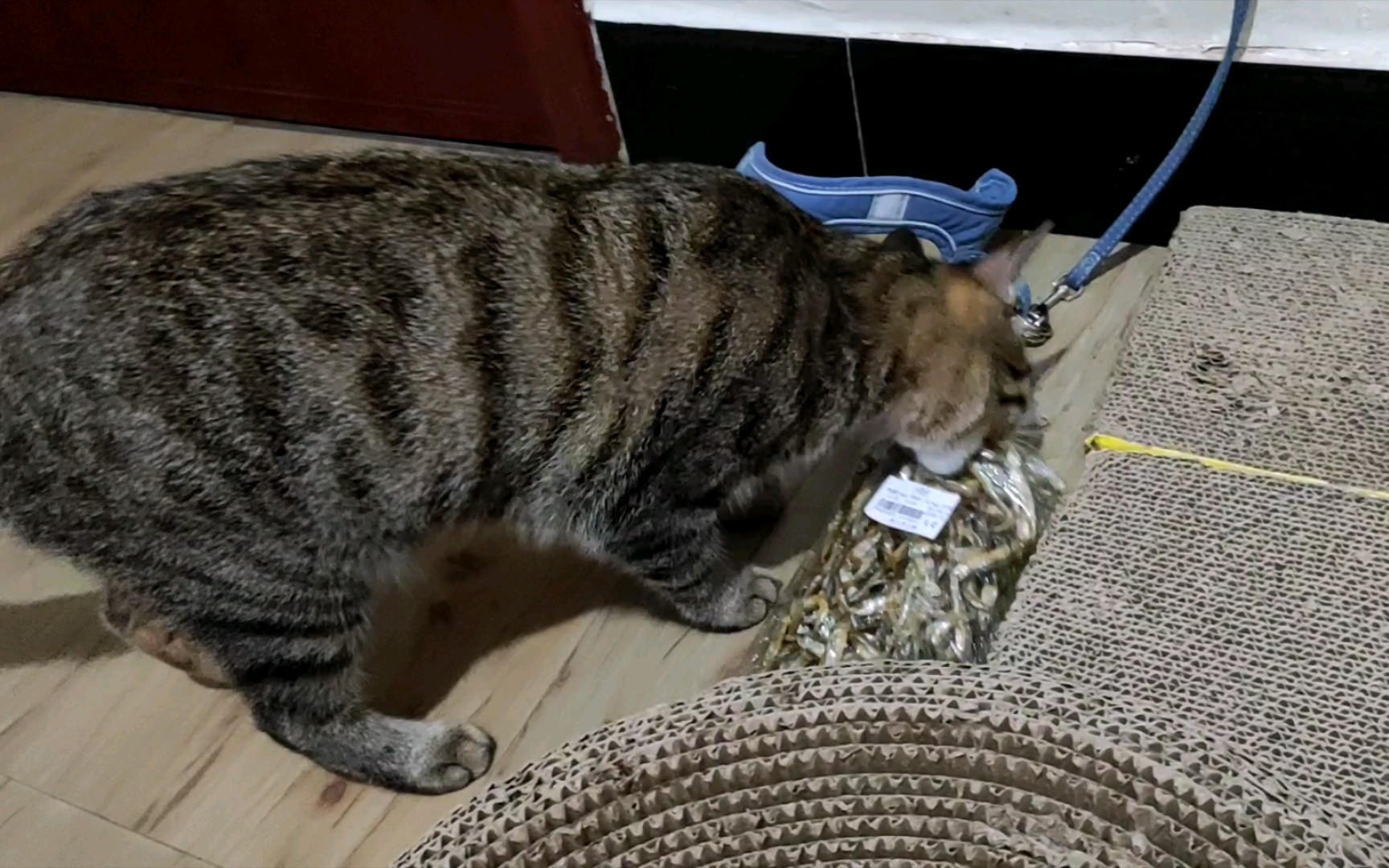 【狸花猫】小猫咪,偷鱼吃