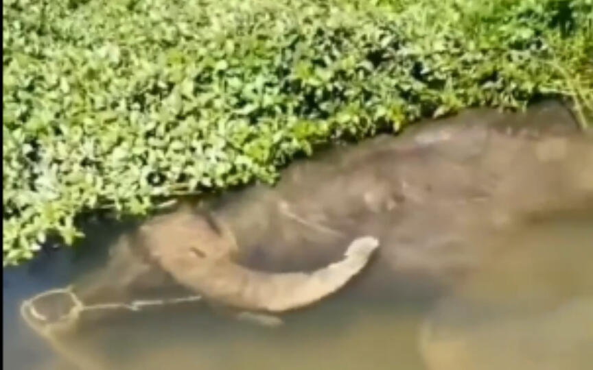 真正的水牛在潜水 犹如水中怪物