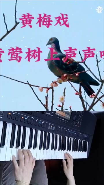 黄莺树上声声唱图片