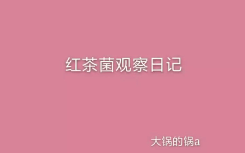 红茶菌康普茶观察日记第七天哔哩哔哩bilibili