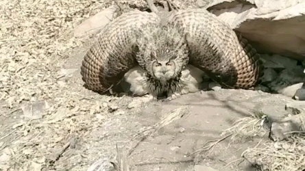 雕鸮人脸猫头鹰国家二级保护动物