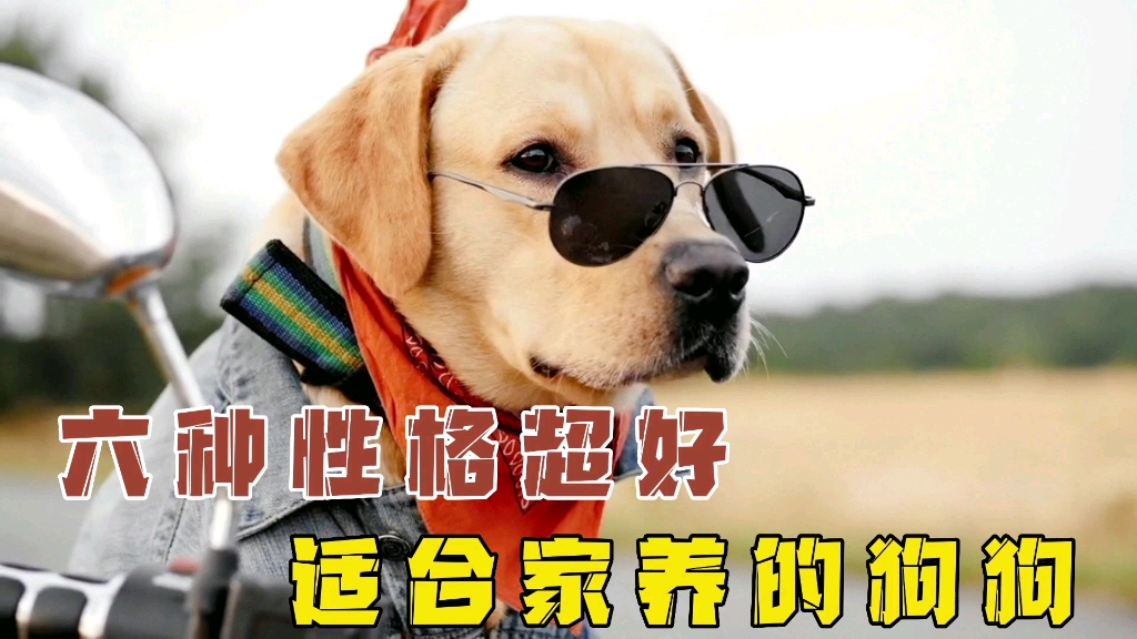 六种性格超级好,适合家养的大型犬.哔哩哔哩bilibili