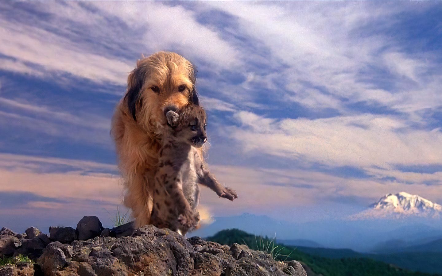 感人电影《丛林赤子心》狗狗到底有多聪明!