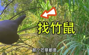 Video herunterladen: 鱼有鱼道鼠有鼠路？小钟分享如何寻找竹鼠，茅草堆里一找一个准