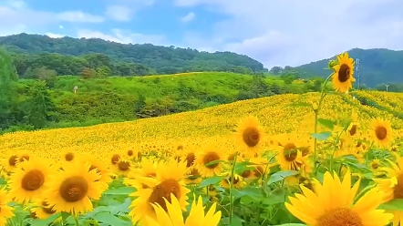 治愈系向日葵花田,见者好运连连!