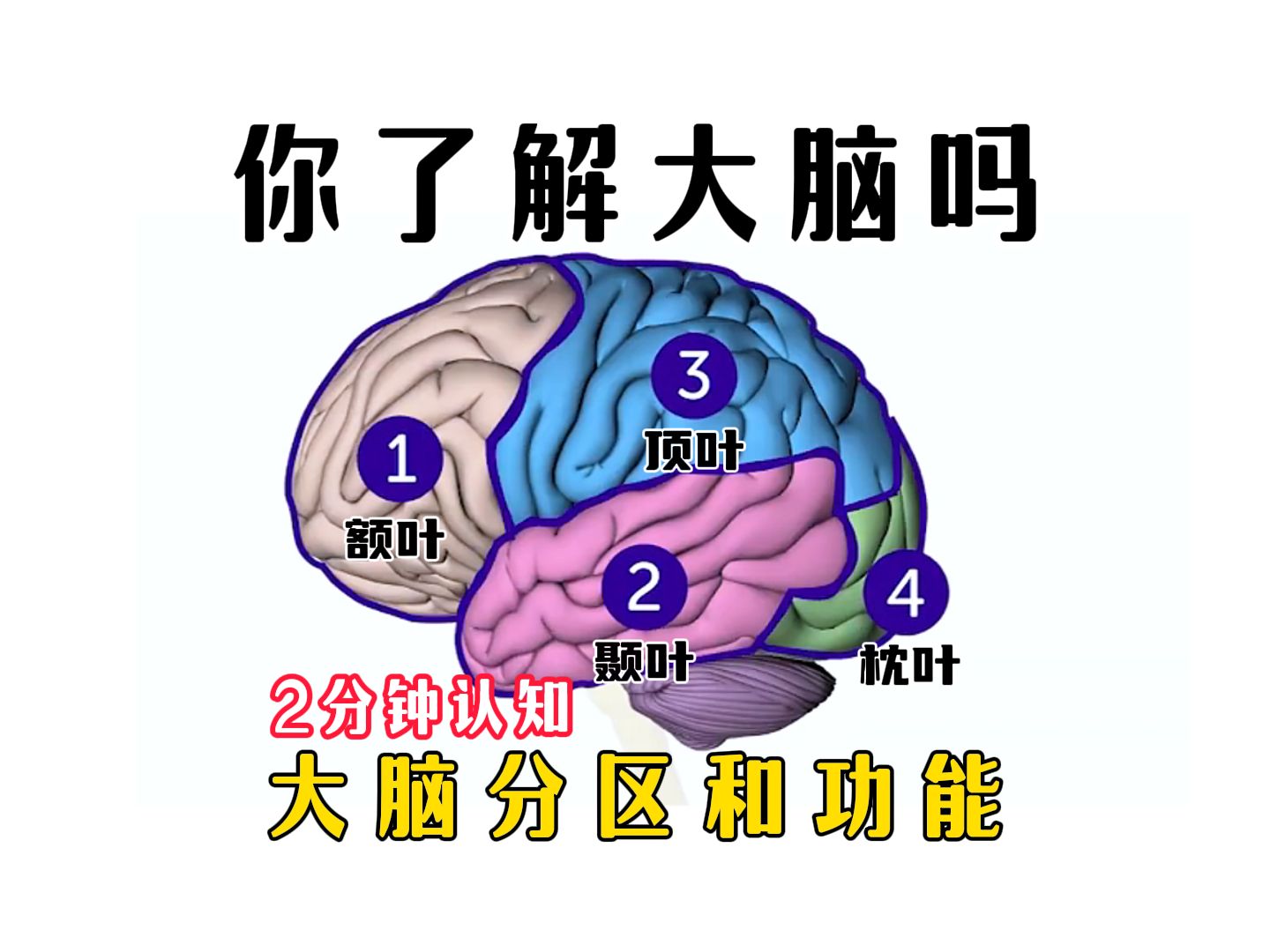 大脑分区及功能!你了解你的大脑吗?哔哩哔哩bilibili