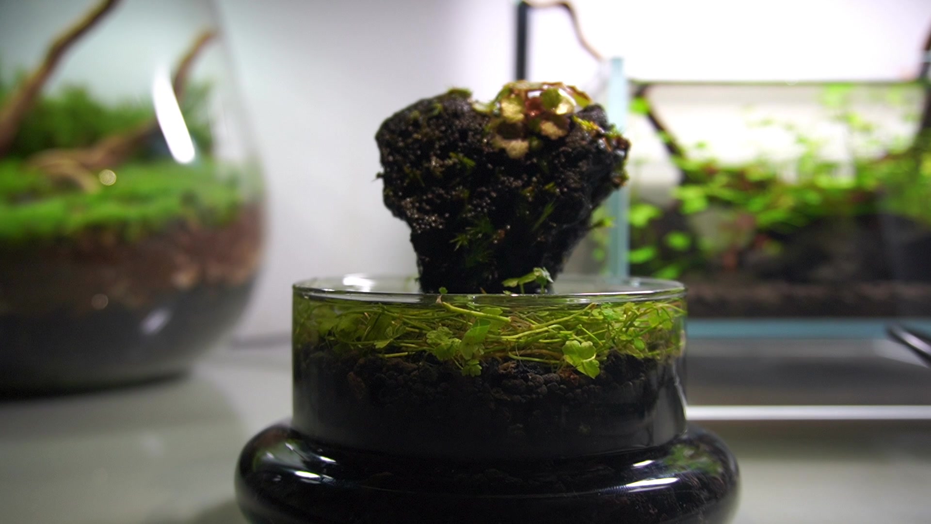 迷你水陆缸,姬虎耳草的天堂